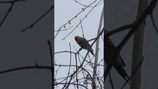 Redbellied woodpecker is looking for something nature wildlife woodpecker [upl. by Leunammi814]