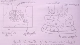 Diagram of seminiferous tubules  How To Draw Seminiferous Tubules Well Labelled Diagram [upl. by Haines688]