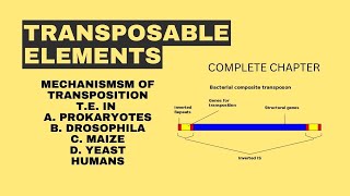 TRANSPOSABLE ELEMENTS  COMPLETE CHAPTER  BSc ZOOLOGY [upl. by Buffum]