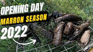 MARRON SEASON 2022  OPENING DAY BAG OUT [upl. by Neram179]