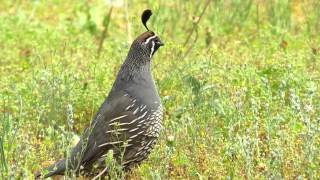 The California Quail [upl. by Deina]