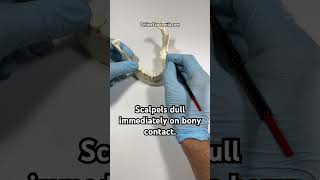 Best Practice for Scalpel Blades  OnlineExodontiacom dentaltips oralsurgery exodontia [upl. by Helena355]