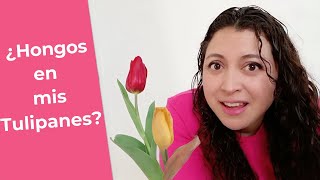 HONGOS en bulbos de Tulipanes y Jacintos cómo identificarlos y tratarlos paso a paso [upl. by Yseult]