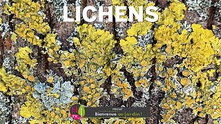 LICHENS SYMBIOSE ENTRE UNE ALGUE ET UN CHAMPIGNON CES ORGANISMES COMPLEXES RÉSISTENT PRESQUE À TOUT [upl. by Namharludba1]