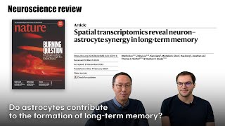 Neuroscience Review quotTheMindquot Spatial transcriptomics reveal neuron–astrocyte synergy in longterm [upl. by Foss]