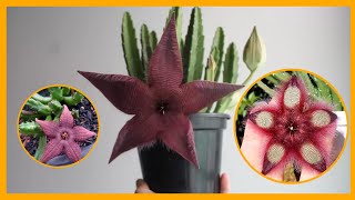 ESPÉCIES DE STAPELIA PARA IDENTIFICAÇÃO ESPÉCIES RARAS [upl. by Egwan]