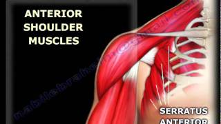 Anatomy of the Shoulder  Everything You Need To Know  Dr Nabil Ebraheim [upl. by Nyrmak]