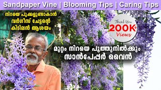 മുറ്റം നിറയെ പൂത്തുനിൽക്കും സാൻപേപ്പർ വൈൻ  Sandpaper Vine Blooming amp Caring Tips [upl. by Enetsirhc968]