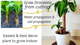 How to propagate Dracaena100 successful and easyWater amp soil rooting of Lemon Lime amp Massangeana [upl. by Bonnette]