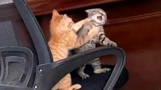 FUNNY CATS MEMES COMPILATION OF 2023 V33 [upl. by Tessler]