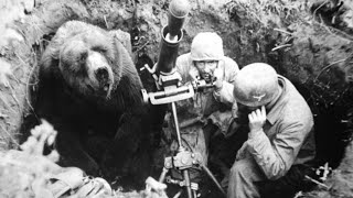 The HeartMelting Story Of Wojtek The Soldier Bear [upl. by Drofkcor]