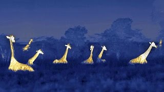 Giraffes quotHumquot at Night to Communicate [upl. by Hannan]