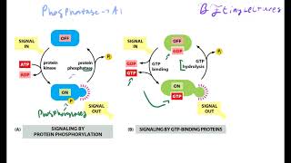 Cell Biology Lecture 8 Cell Signaling [upl. by Amaleta]