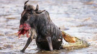 Unlucky Wildebeest Falls Victim to Crocodile Ambush [upl. by Olnton974]