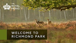 Discover Richmond Park one of London’s Royal Parks [upl. by Raamal]