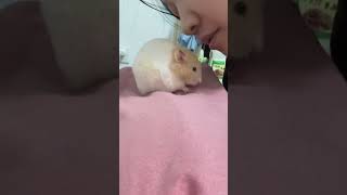 Rat is the cutest creature in the world Daily sharing of raising rats Cute pet debut plan Chi [upl. by Routh727]