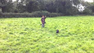 Cocker Spaniel Training to Hunt and Retrieve [upl. by Fedirko]