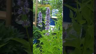 Agastache blue Fortune [upl. by Corley610]