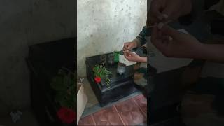 Planting a rose tree 🌹🌹🌹🌹🌹🌹🥷🥷🥷🥷🥷❤️❤️❤️ YouTube short video [upl. by Ahsinav]