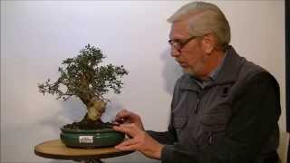 Bonsai Olea Oleaster Silvestris [upl. by Ardnwahsal]