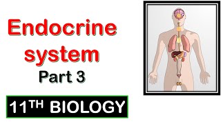 ENDOCRINE SYSTEMPart 3  Class 11 Biology II NEET [upl. by Sik]