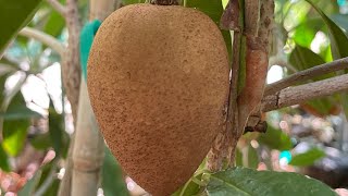 Growing Sapodilla in Las Vegas at Abah Garden [upl. by Rumilly]