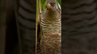 burung kedasih penjajah birdsburunganimals [upl. by Notnad]