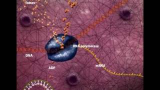 DNA Transcription overview [upl. by Aliuqahs]