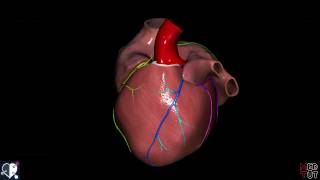 Herzkranzgefäße Vorschau [upl. by Larochelle]