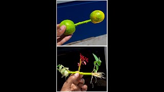 Propagate a rose tree from cuttingscuttingtree gardening gardeninglove gardeninglife [upl. by Golightly41]