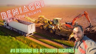 11 🚨DETERRAGES BETTERAVES SUCRIERES 2023 ⚠️CHANTIER XXL⚠️ première sur la chaîne🚜💨 [upl. by Jenine]