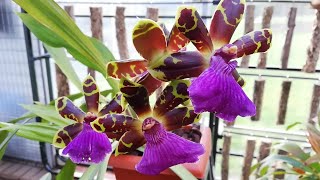 Cómo cuidar Orquídeas Zygopetalum  Riego Abonado Sustrato Pudrición Iluminación [upl. by Diet]