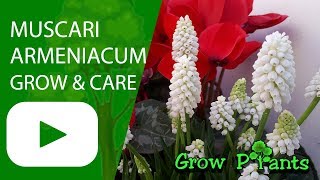 Muscari armeniacum  grow amp care Garden grapehyacinth [upl. by Akinnej]