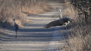 Sandhill Crane Courtship Dance [upl. by Stacia]