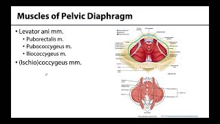 Pelvic Diaphragm  Learning Objectives [upl. by Nosrac]