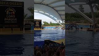 Loro Parque Orca orca  killerwhales  loroparque  tenerife  puertolacruz [upl. by Charley712]