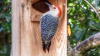 Red Bellied Woodpecker in Flight [upl. by Jourdan635]