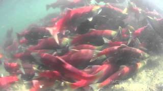 Sockeye Salmon Spawning in the Fraser River [upl. by Arreip]