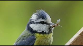 Blaumeisen verlassen ihr Nest [upl. by Prebo806]