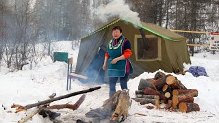 north nomad family routine in a forest tent in wilderness [upl. by Dever515]