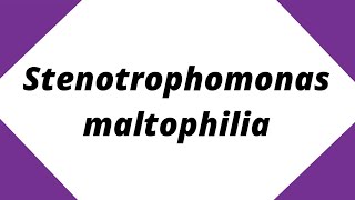 Stenotrophomonas maltophilia  Quick Learn Micro  Microbiology Shorts shorts youtube [upl. by Sueddaht]