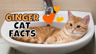 10 Fun Facts About Orange Tabby Ginger Cats [upl. by Aniretak]