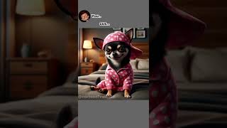 chihuahua says hes the boss memes funny chihuahuaoftheday shorts [upl. by Brathwaite]