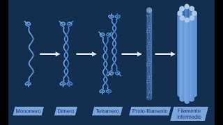 Filamenti intermedi [upl. by Ettennek]