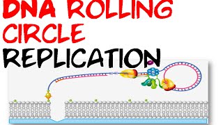 DNA rolling circle replication [upl. by Azarria]