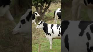 Cow Mooing in Field l ASMR Sound [upl. by Uolyram]