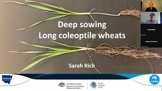 Long Coleoptile Wheat Webinar 25 08 2023 [upl. by Sweeney345]