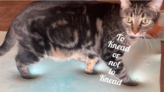 Kneading Challenge  Cats on a Memory Foam Mat 猫動画 catmemes catlover kittisaurus 고양이 [upl. by Eelahs]