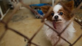 Dogs Rescued From North Carolina Breeder [upl. by Tatiania]