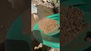 Bedrock breaking Lynx Creek Gold Panning prospecting arizona goldpannning [upl. by Montgomery]